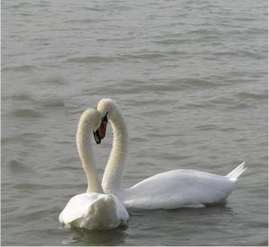 swan